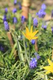 Tulipa australis