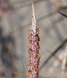 Imperata cylindrica