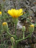 Crepis pannonica