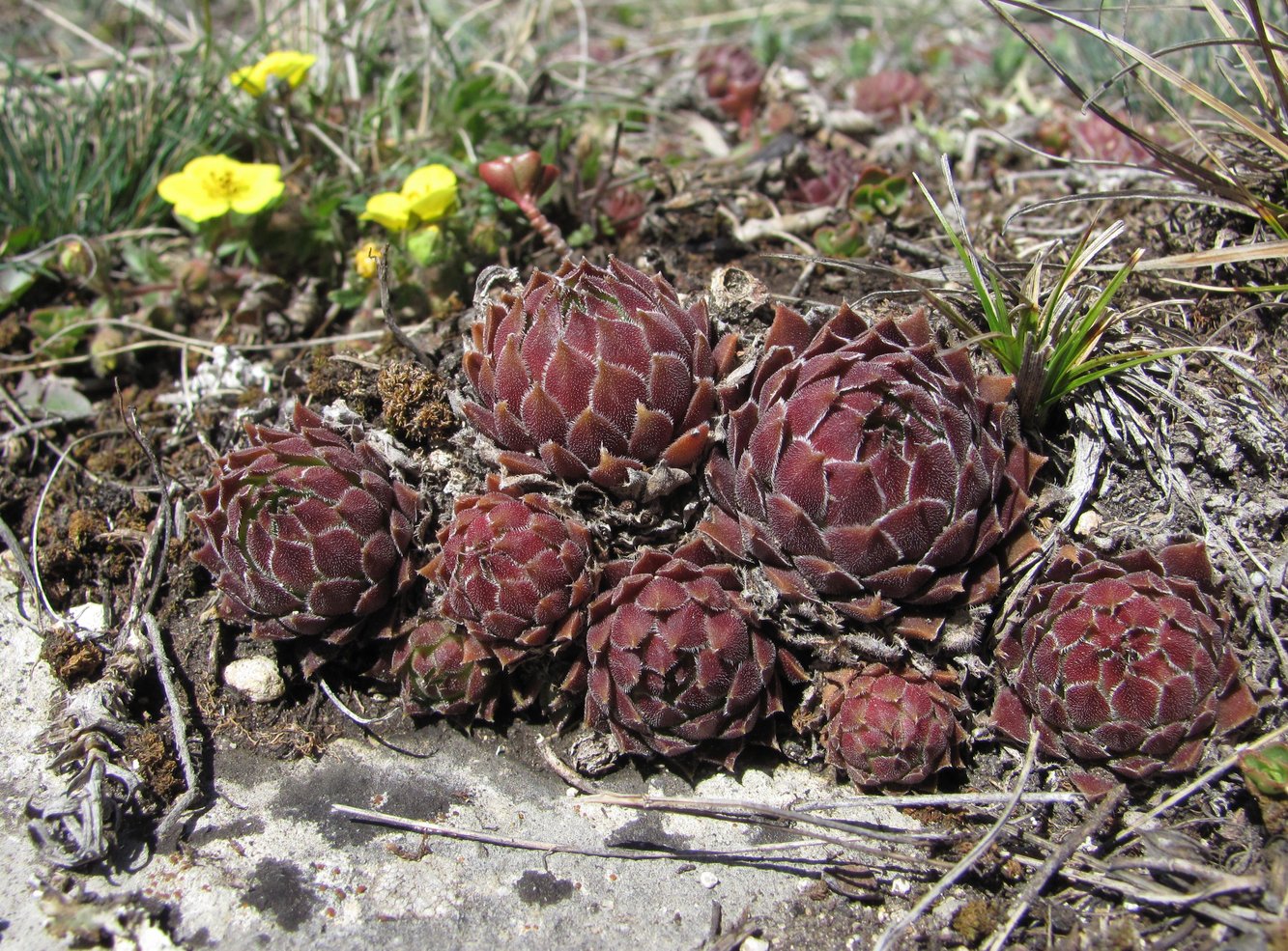 Изображение особи Sempervivum caucasicum.