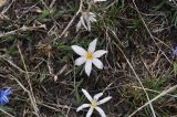 род Colchicum. Цветущие растения. Турция, ил Ардахан, окр. крепости Кирнав, правый высокий берег р. Чайкелик, выс. ок. 1780 м н.у.м., луг. 15.04.2019.