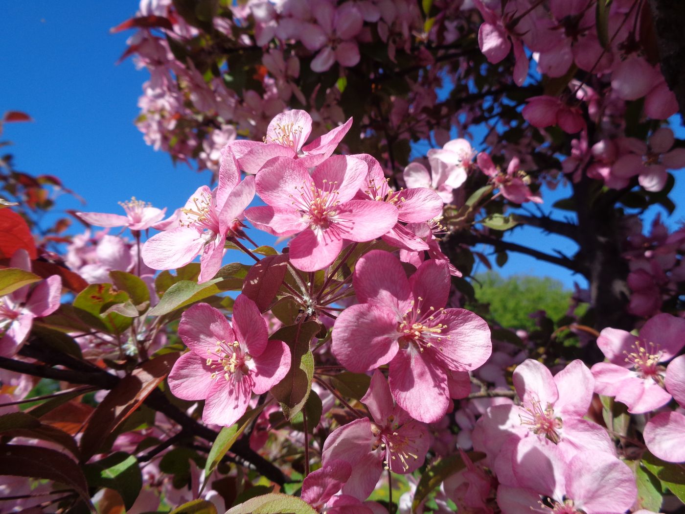 Изображение особи Malus &times; purpurea.