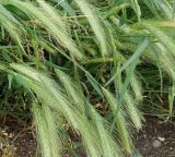 Hordeum leporinum