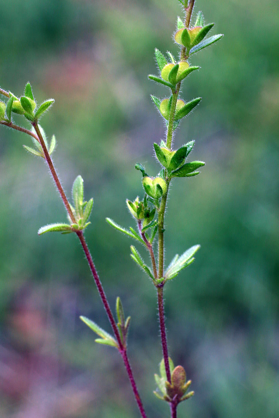 Image of Veronica verna specimen.