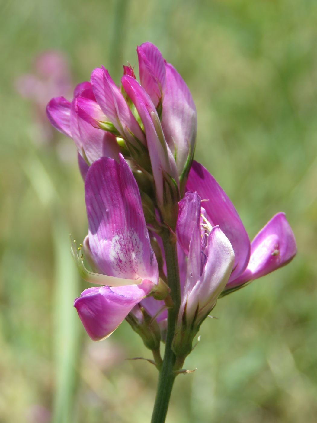 Image of Hedysarum mogianicum specimen.