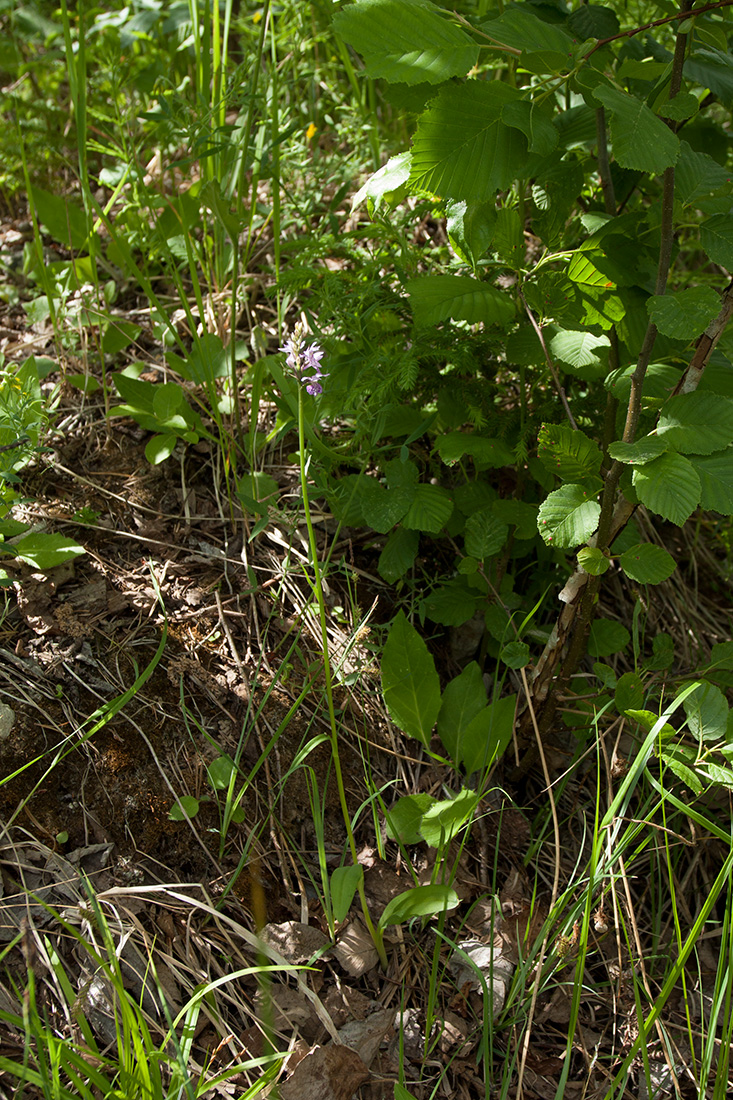 Image of Dactylorhiza fuchsii specimen.