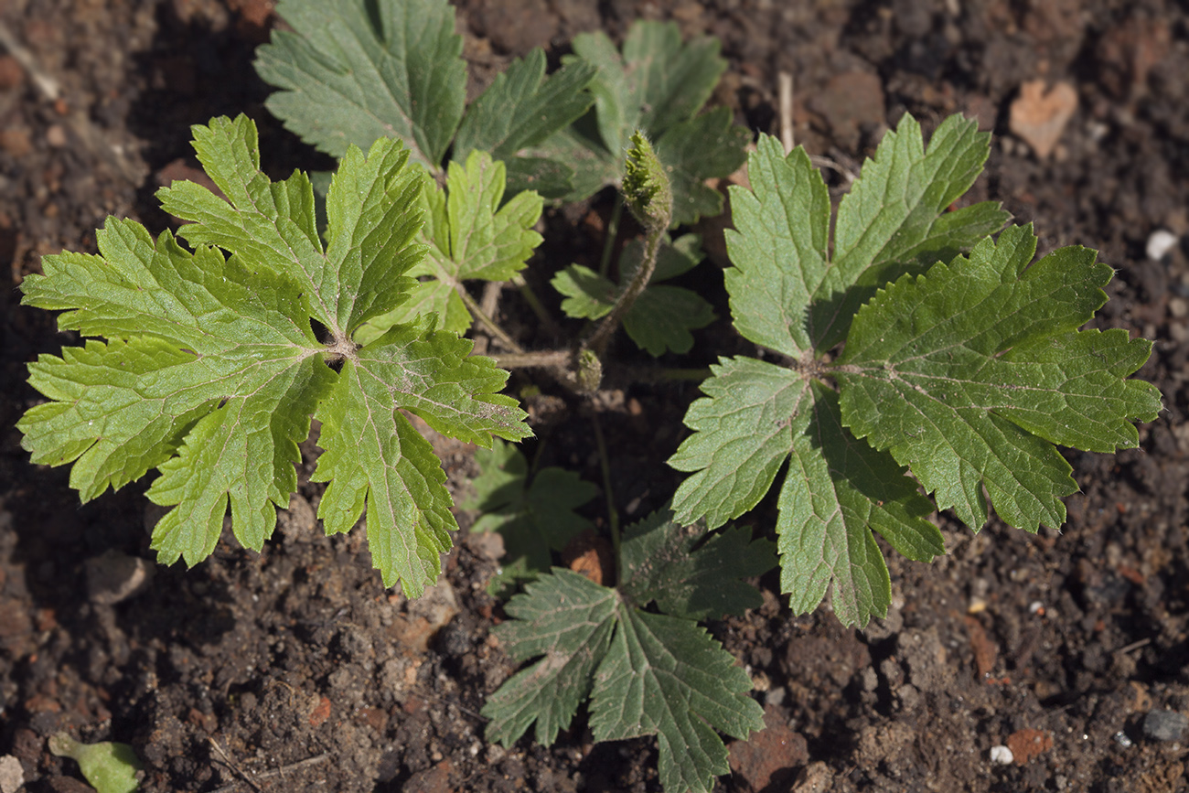 Изображение особи Pulsatilla ajanensis.