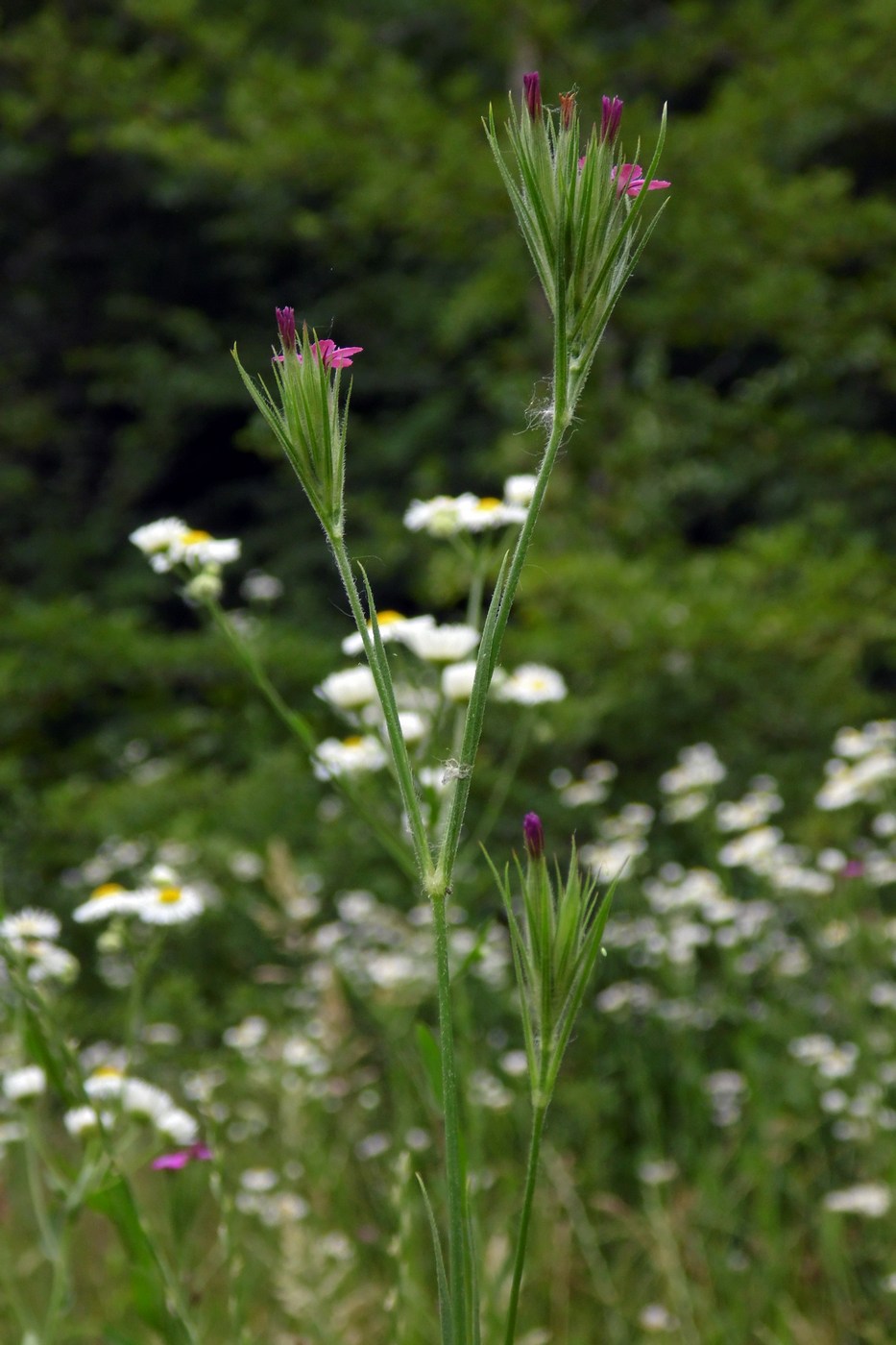 Изображение особи Dianthus armeria.