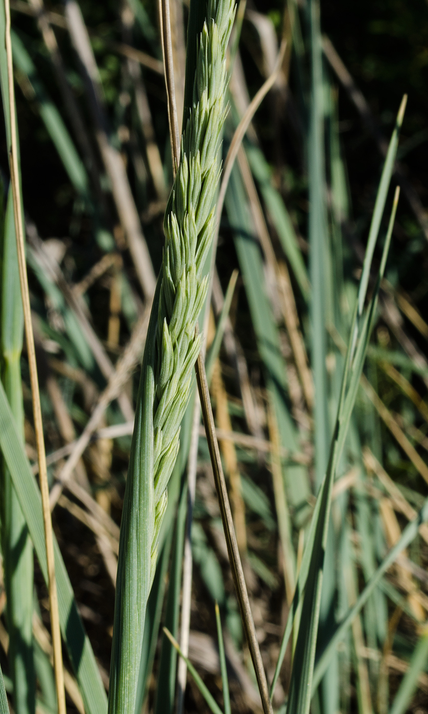 Image of genus Leymus specimen.