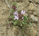 Thymus daghestanicus. Верхушки побегов с соцветиями. Дагестан, Гергебильский р-н, окр. с. Гергебиль, ок. 800 м н.у.м., обрывистый склон. 07.06.2019.