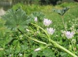 Malva neglecta. Часть побега цветущего растения. Украина, г. Киев, оз. Радужное, на берегу. 12.08.2019.