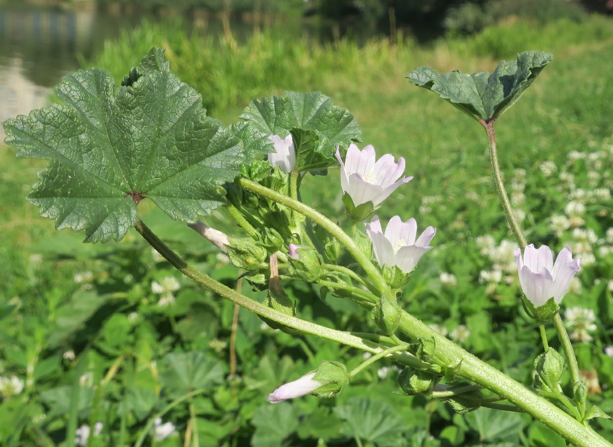 Изображение особи Malva neglecta.