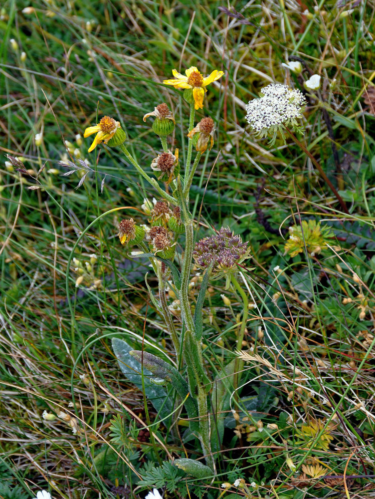 Изображение особи Tephroseris integrifolia.