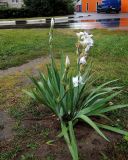 Iris &times; hybrida