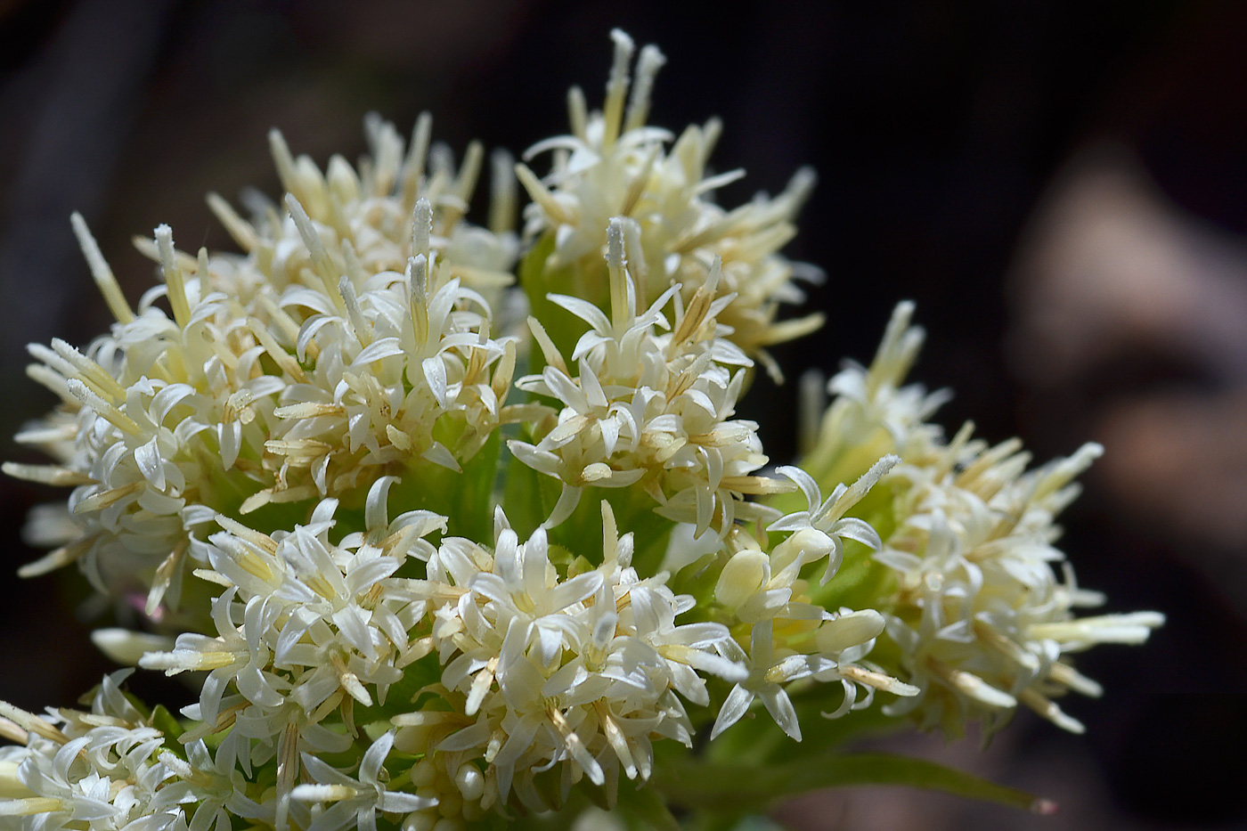 Image of Petasites albus specimen.