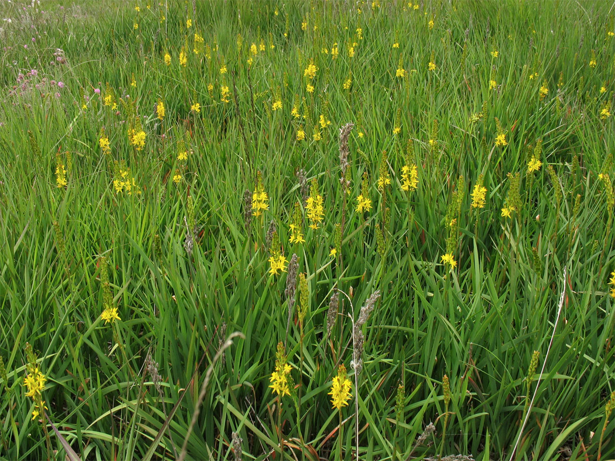 Image of Narthecium ossifragum specimen.