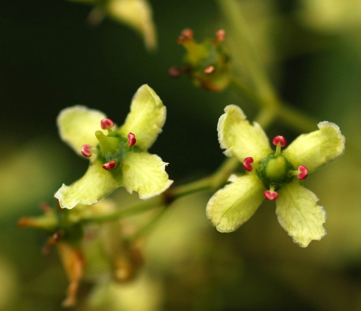 Изображение особи Euonymus maackii.