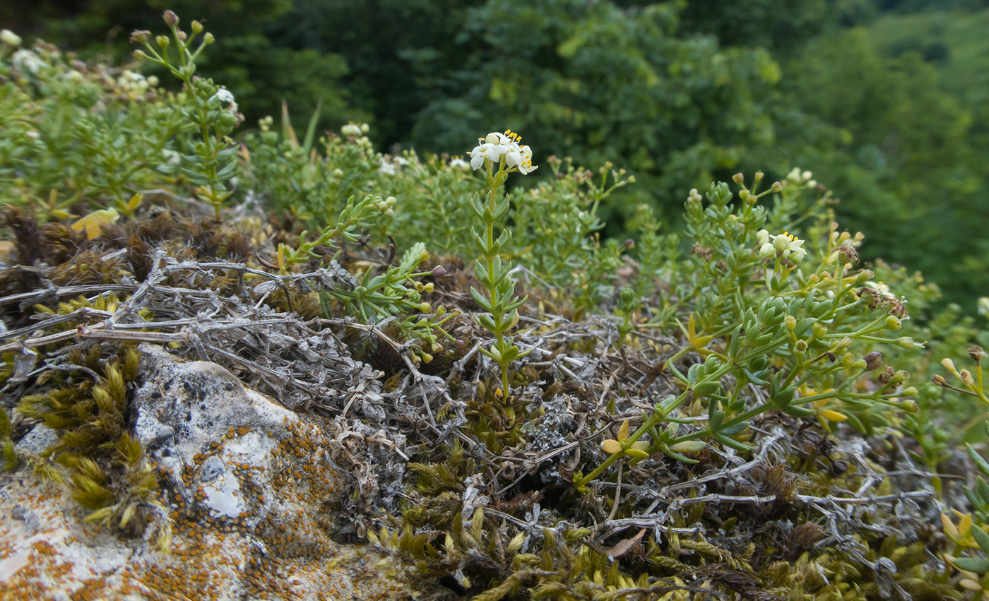 Изображение особи Galium oshtenicum.