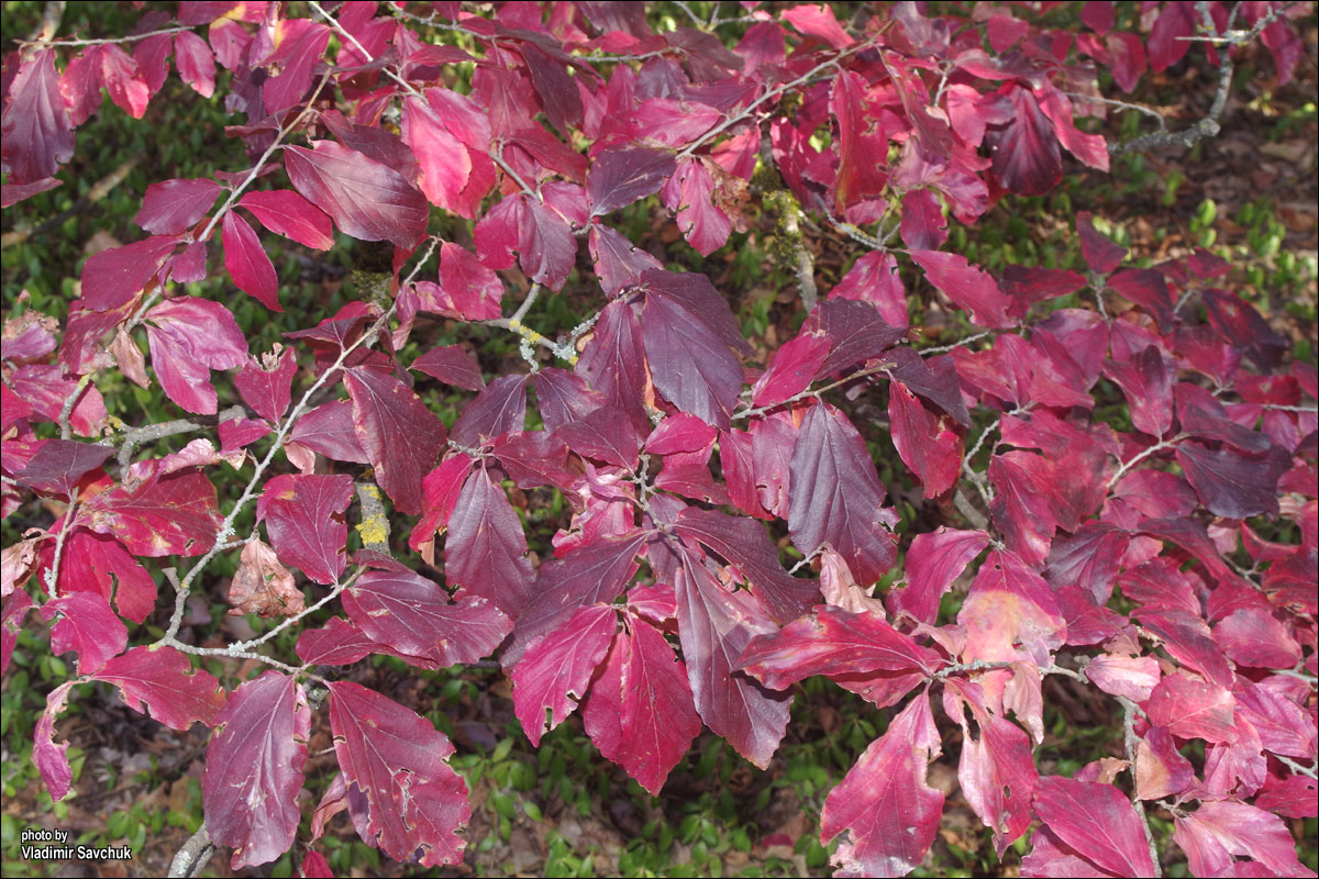 Изображение особи Parrotia persica.