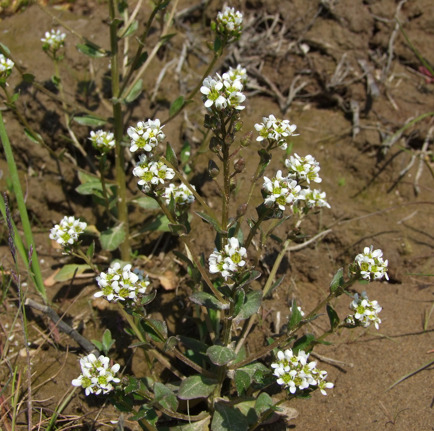 Изображение особи Cochlearia officinalis.