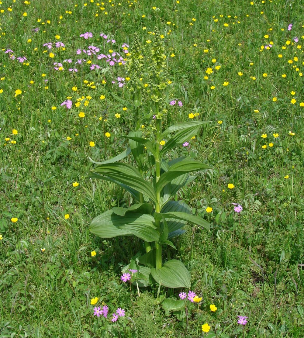 Изображение особи Veratrum lobelianum.