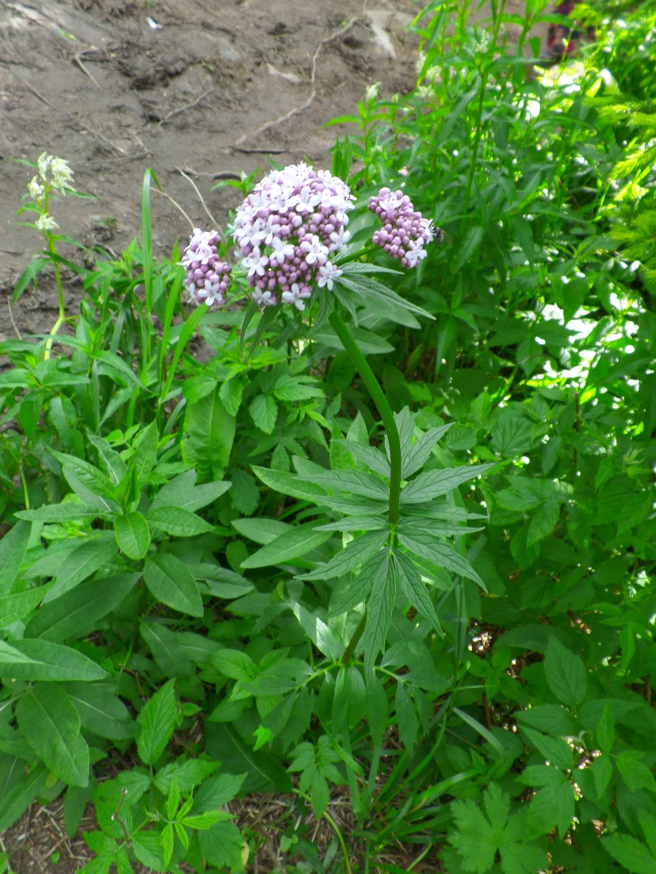 Image of genus Valeriana specimen.