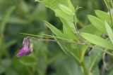 Lathyrus pilosus. Верхушка цветущего побега. Сахалинская обл., Охинский р-н, окр. г. Оха, побережье Охотского моря, юго-западный берег залива Кету (Первая бухта). 24.07.2017.