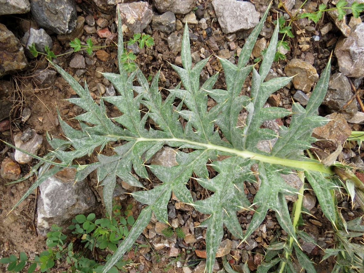 Image of Hypacanthium echinopifolium specimen.