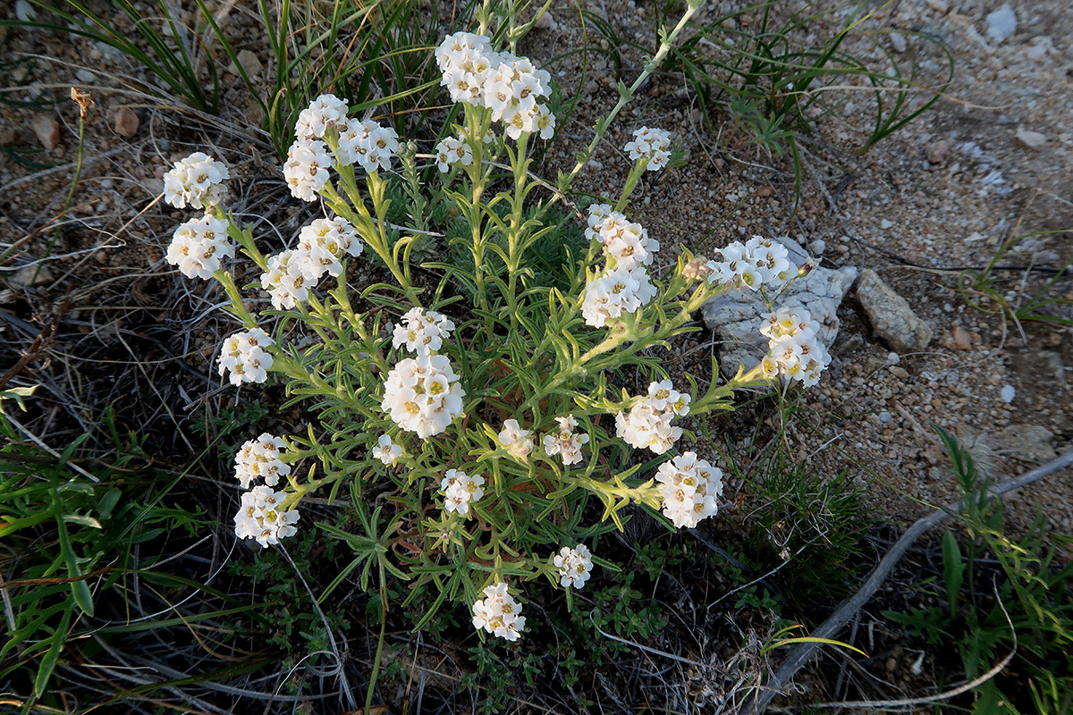 Image of Ptilotrichum tenuifolium specimen.