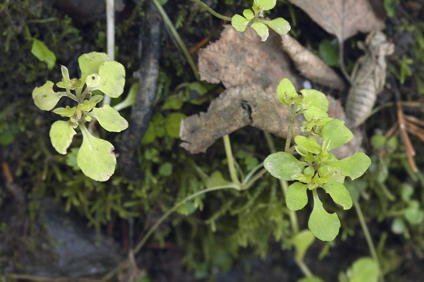 Изображение особи Chrysosplenium grayanum.