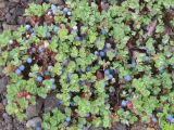 Vaccinium vulcanorum. Плодоносящие растения. Камчатский край, Елизовский р-н, природный парк \"Вулканы Камчатки\", кордон Авачинский перевал, 900 м н.у.м. 07.08.2010.