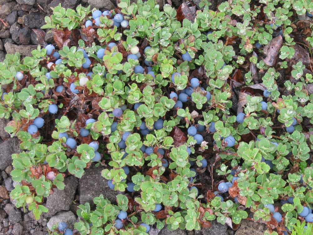 Image of Vaccinium vulcanorum specimen.