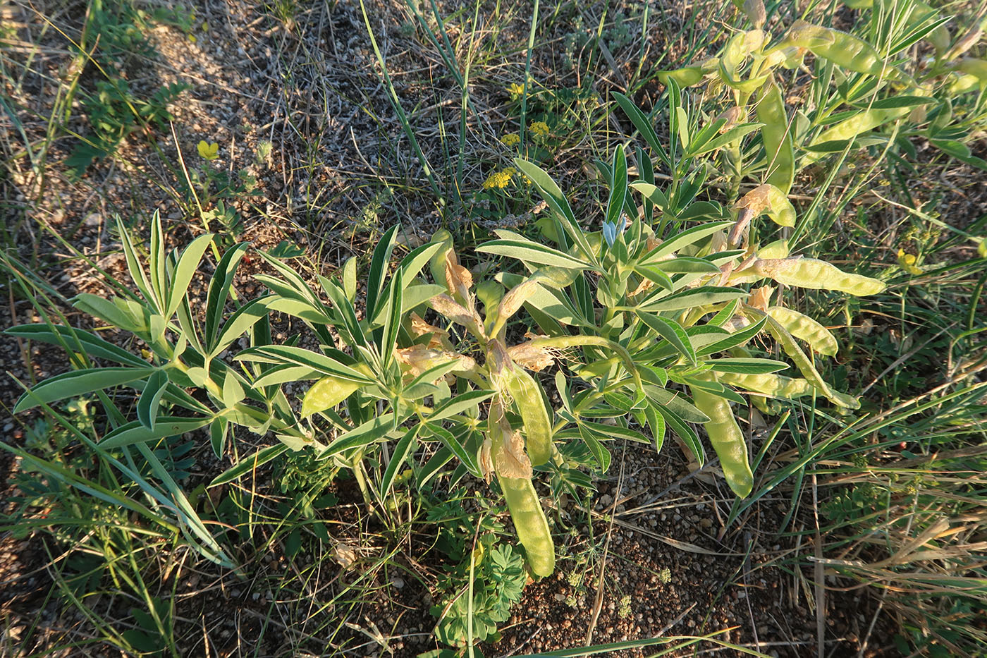 Image of Thermopsis lanceolata specimen.