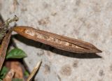 Tecomaria capensis