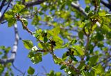 Populus laurifolia. Верхушка ветви с соцветиями. Алтай, Кош-Агачский р-н, долина р. Чаган-Узун, ≈ 1700 м н.у.м., пойменная терраса. 12.06.2019.