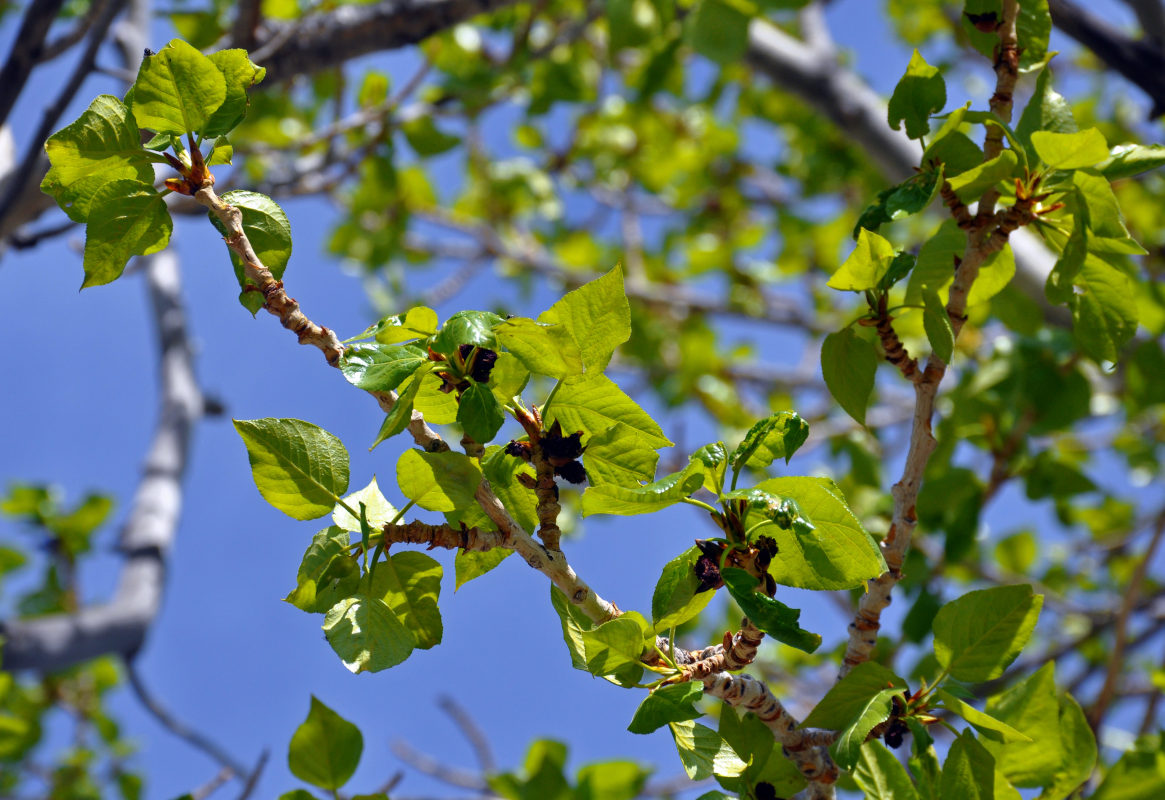 Image of Populus laurifolia specimen.