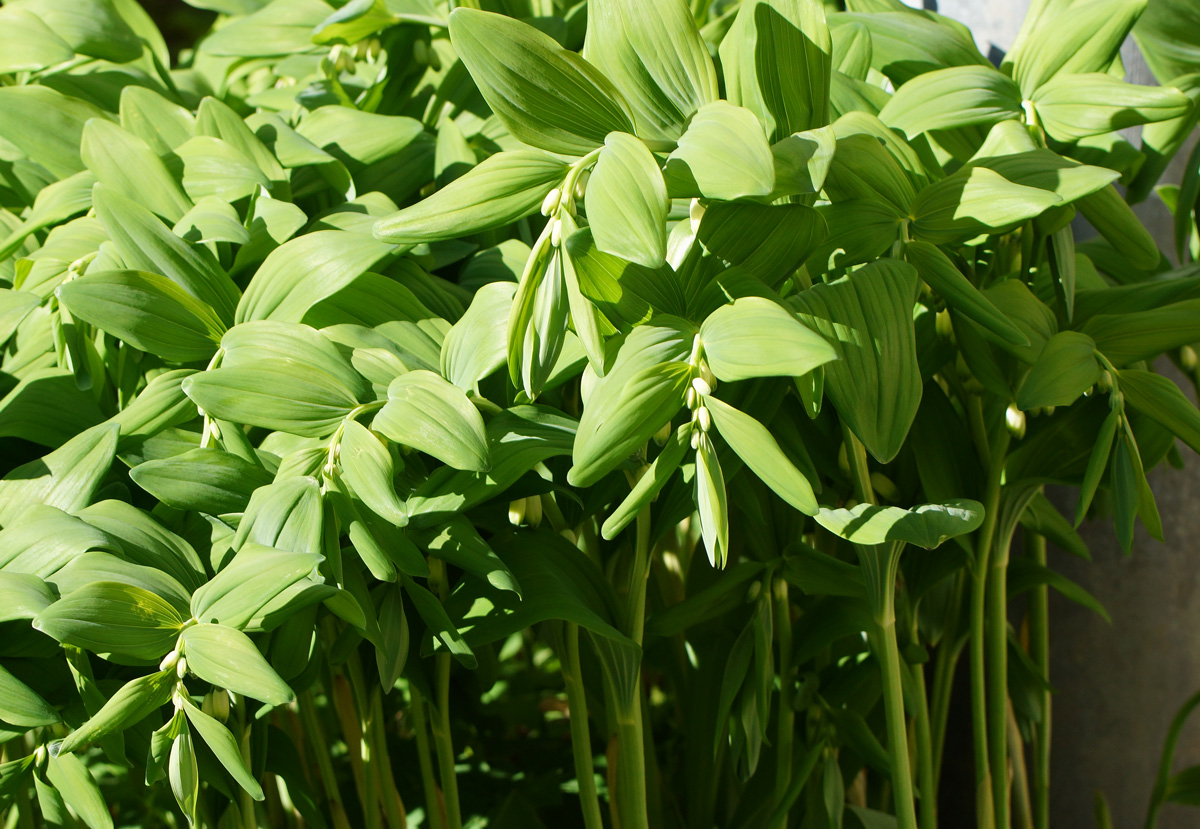 Image of Polygonatum odoratum specimen.