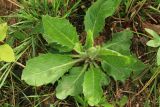 род Hieracium