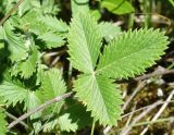 Potentilla nivea