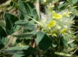 Astragalus lasiopetalus