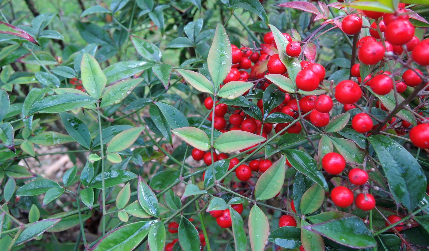 Image of Nandina domestica specimen.