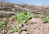 Hyoscyamus niger. Розетки прикорневых листьев. Крым, Керченский п-ов, Приазовье, гора Ташкалак, каменистая степь, в понижении. 08.03.2020.