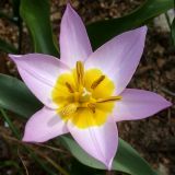 Tulipa saxatilis подвид bakeri