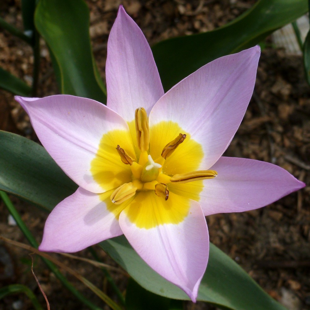 Изображение особи Tulipa saxatilis ssp. bakeri.