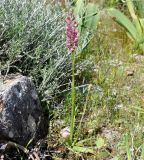 Anacamptis coriophora ssp. fragrans