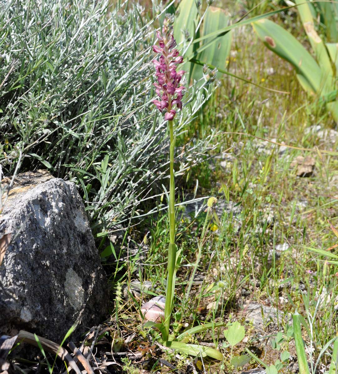Изображение особи Anacamptis coriophora ssp. fragrans.