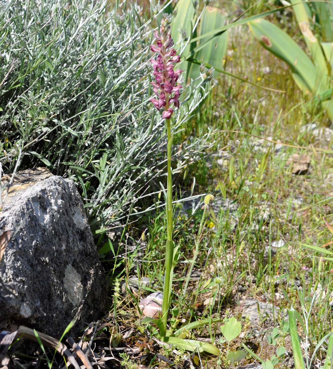 Image of Anacamptis coriophora ssp. fragrans specimen.