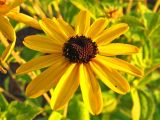 Rudbeckia heliopsidis