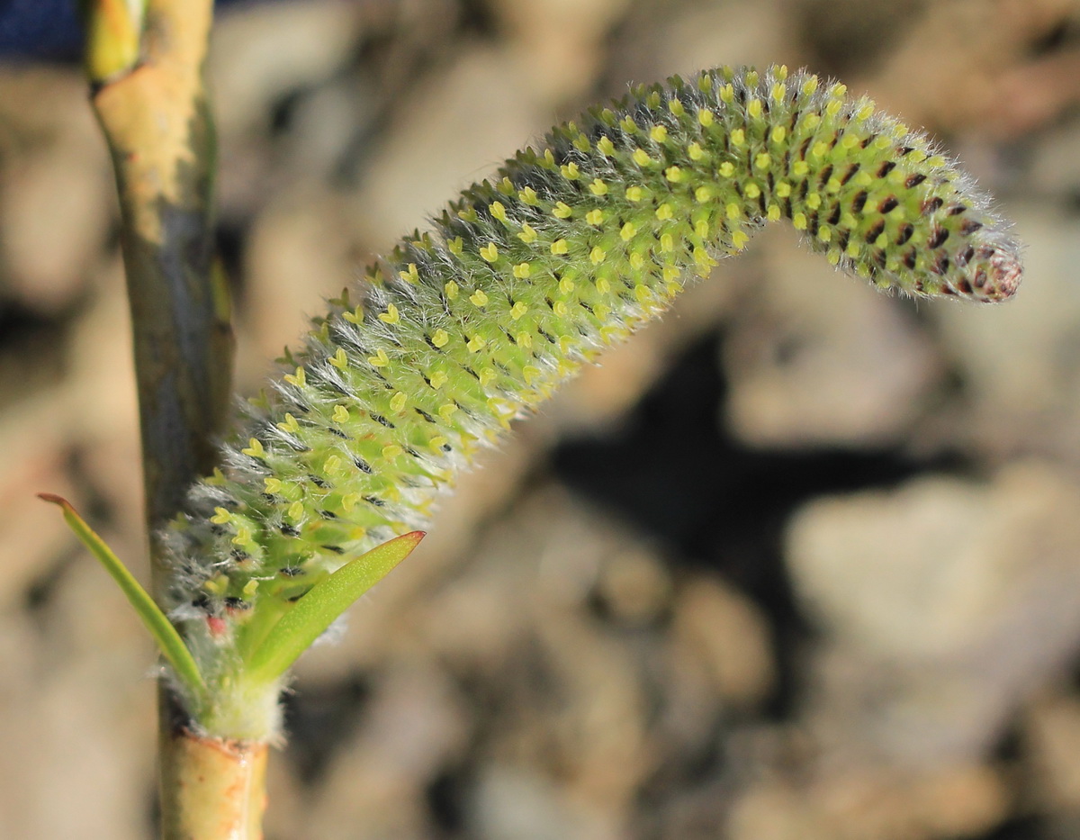 Изображение особи Salix miyabeana.