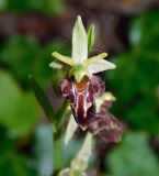 Ophrys подвид caucasica